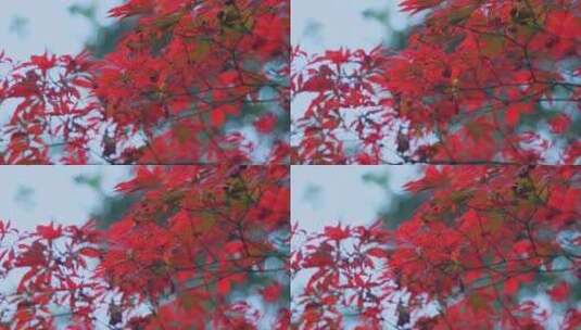 秋天红叶高清在线视频素材下载
