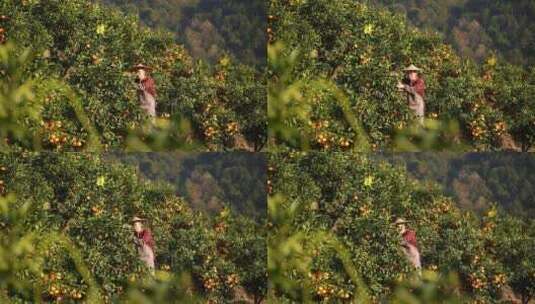 男人农民在桔子园采摘橘子高清在线视频素材下载
