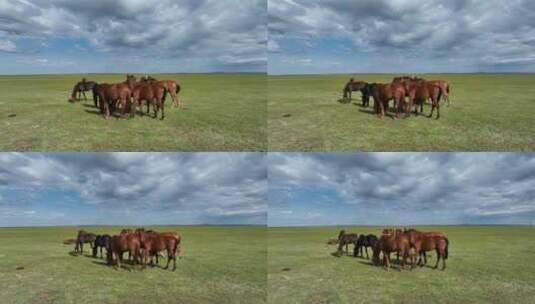 呼伦贝尔秋天的草原马群271高清在线视频素材下载