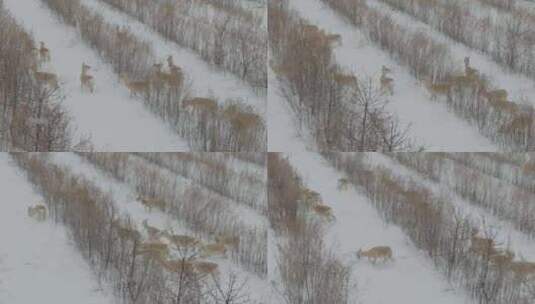 冬季觅食的黄羊蒙原羚高清在线视频素材下载