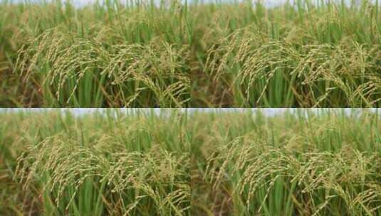 农田水稻稻穗高清在线视频素材下载