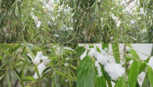 冬天的竹子 竹叶 大雪 雪花 竹林 积雪高清在线视频素材下载