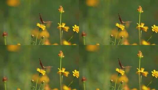 小花蜜蜂蝴蝶高清在线视频素材下载