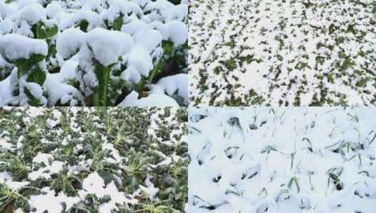 大雪覆盖蔬菜高清在线视频素材下载