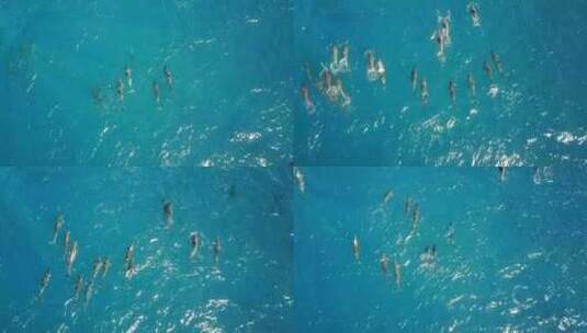 一群海豚在海洋中游泳，大自然生机高清在线视频素材下载