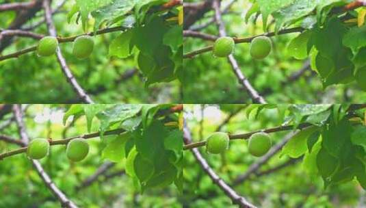 雨后绿意盎然的青梅树叶果实特写高清在线视频素材下载