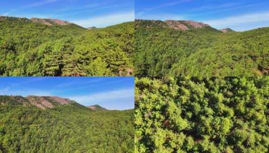 大自然风景森林树林生态绿色环保高清在线视频素材下载