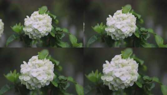 下雨天挂着雨滴的绣球花高清在线视频素材下载