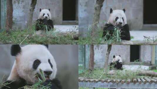 动物园大熊猫吃竹子竹叶视频合集高清在线视频素材下载