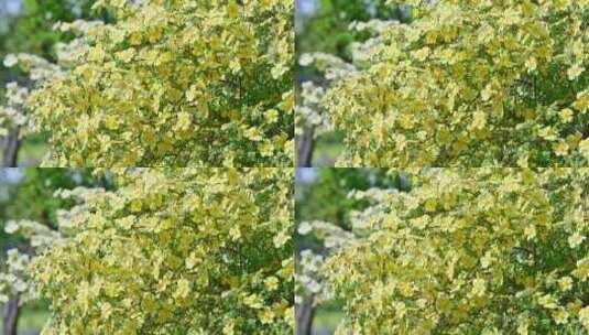 春天阳光下盛开的黄刺玫花朵高清在线视频素材下载