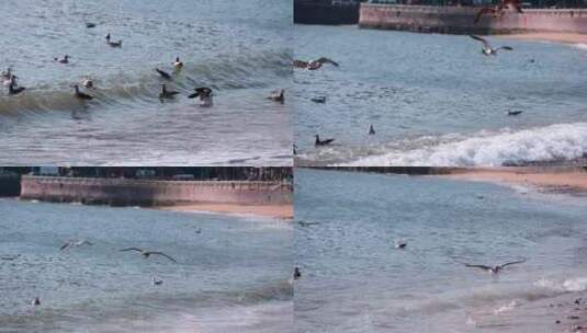 海面海浪上飞翔的海鸥高清在线视频素材下载