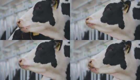 奶牛养殖高清在线视频素材下载