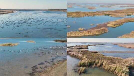 【4K】东营黄河口湿地鸟类高清在线视频素材下载