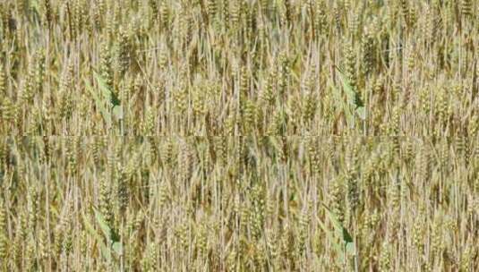4K即将成熟发黄的小麦高清在线视频素材下载