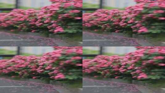 月季花盛开花展特写高清在线视频素材下载