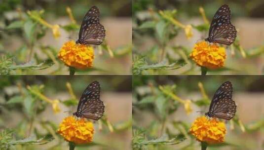 特写蝴蝶落在花上高清在线视频素材下载