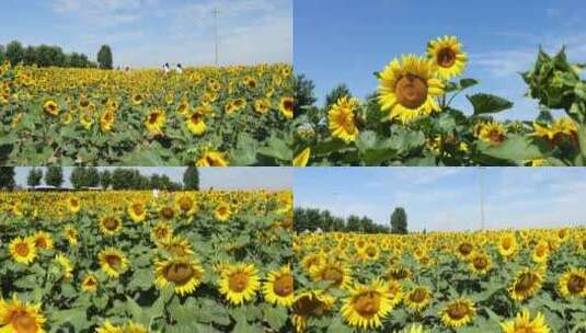 辛勤的蜜蜂 花海 花丛 风景 夏日高清在线视频素材下载