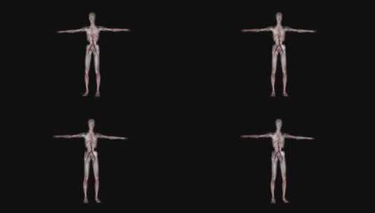 人体解剖学-血管高清在线视频素材下载