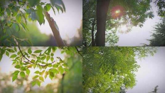 夏日逆光自然空镜头高清在线视频素材下载