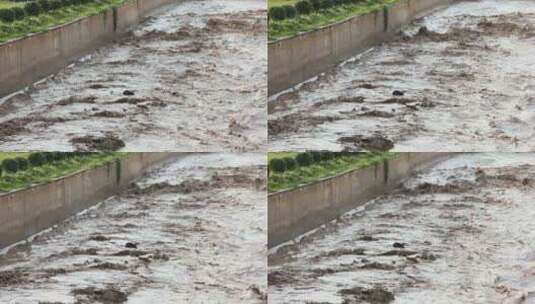 实拍暴雨后洪水 山洪  泥石流高清在线视频素材下载