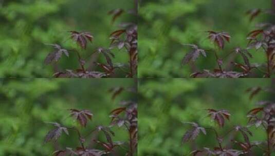 秋天枫叶在雨中轻轻摇动高清在线视频素材下载