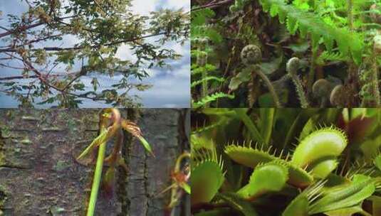 各类植物发芽疯狂生长延时高清在线视频素材下载