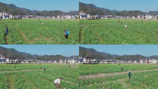 航拍农民劳作油菜花田高清在线视频素材下载