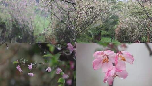 雨中海棠花高清在线视频素材下载