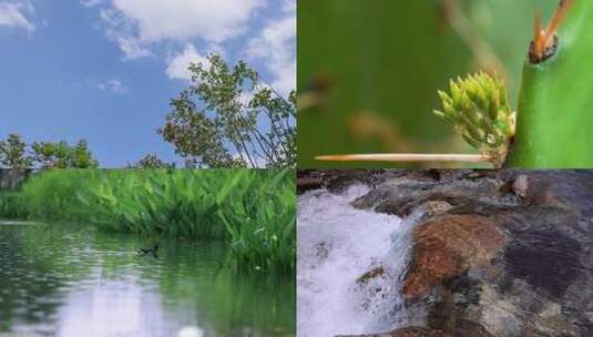 4K白鹭雨水立春处暑二十四节气延时生长展叶高清在线视频素材下载