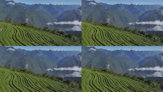 西藏墨脱格林村高山茶园自然风光高清在线视频素材下载