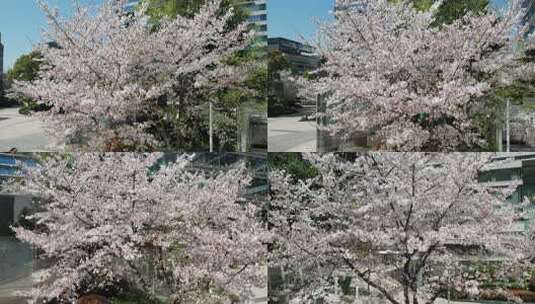 春日的安徽省合肥市置地广场星光荟樱花风光高清在线视频素材下载