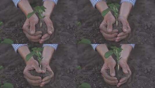双手呵护幼苗生长高清在线视频素材下载