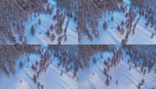 东北雪原松林风景高清在线视频素材下载