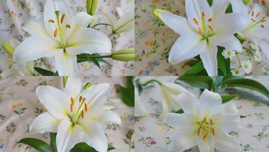 白色百合花特写高清在线视频素材下载