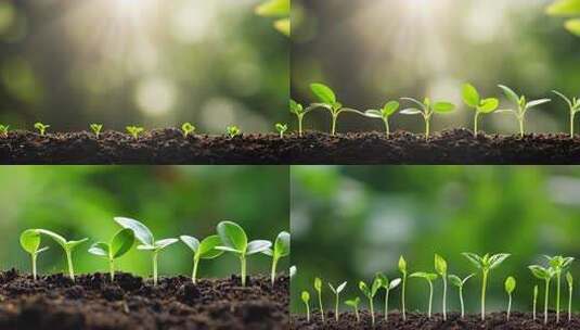 破土而出的小苗生长高清在线视频素材下载