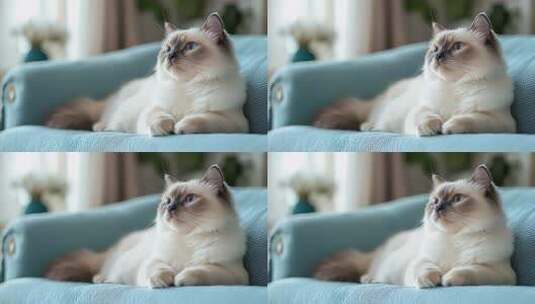 沙发上慵懒的布偶猫享受惬意时光高清在线视频素材下载