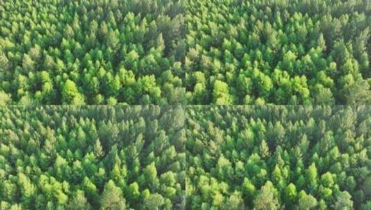 航拍绿色落叶松松林高清在线视频素材下载