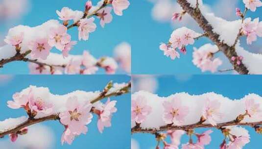 枝头覆雪的粉色花朵特写高清在线视频素材下载