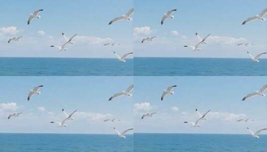 海面上海鸥飞翔画面高清在线视频素材下载
