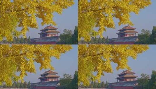 北京故宫银杏高清在线视频素材下载