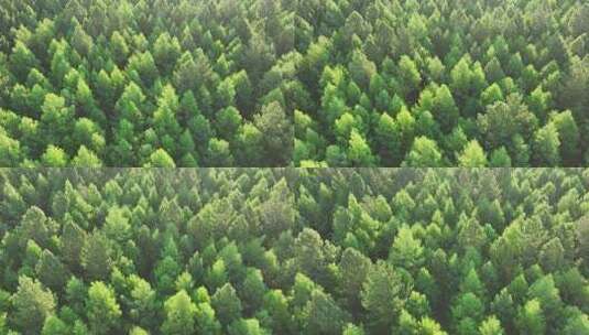 航拍绿色落叶松松林高清在线视频素材下载