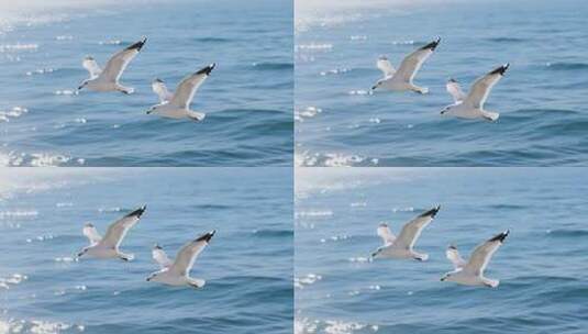 海面上海鸥飞翔的画面高清在线视频素材下载