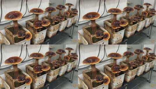 室内栽培灵芝特写素材高清在线视频素材下载