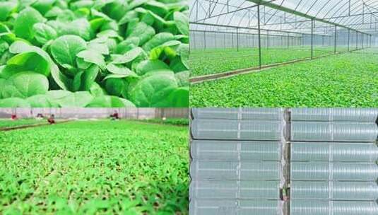 烤烟种植烤烟育苗4k高清在线视频素材下载