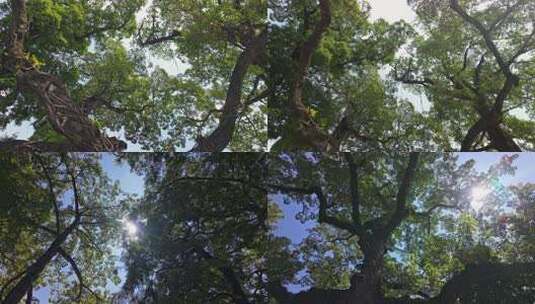 仰视树林茂密树冠 参天大树 古树保护高清在线视频素材下载