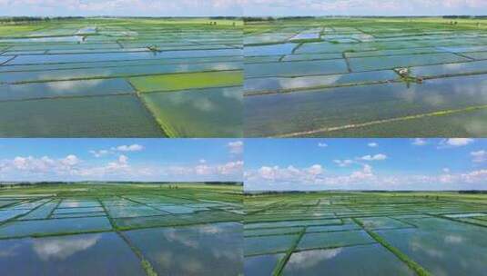 东北稻田地航拍/水稻高清在线视频素材下载