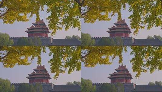 北京故宫银杏高清在线视频素材下载