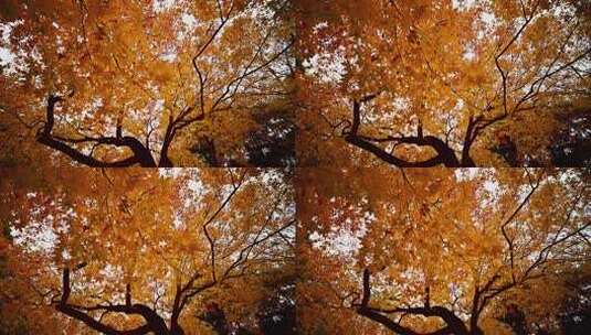 秋日枫树金黄树叶景象高清在线视频素材下载