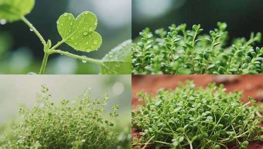 清新露珠挂绿叶特写展示高清在线视频素材下载