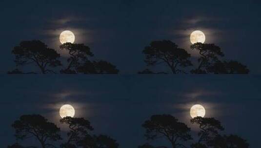 中秋皎洁月光静谧夜空松树月亮树影高清在线视频素材下载